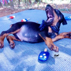 Doberman Pinscher Reputable Breeder