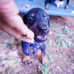 Doberman Pinscher Reputable Breeder