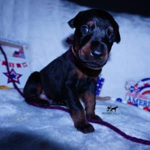 European Doberman Pinscher