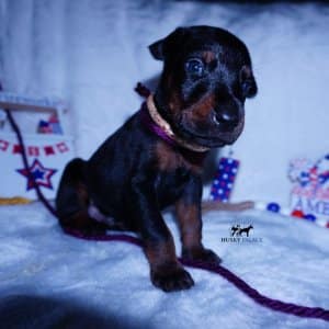 European Doberman Pinscher