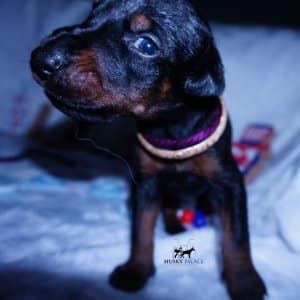 European Doberman Pinscher