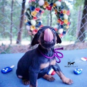 European Doberman Pinscher