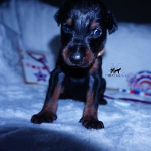 European Doberman Pinscher