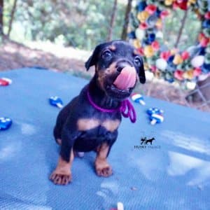 European Doberman Pinscher