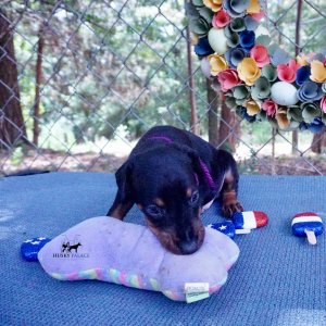 European Doberman Pinscher