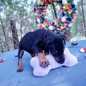 European Doberman Pinscher