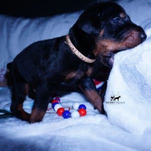 European Doberman Pinschers
