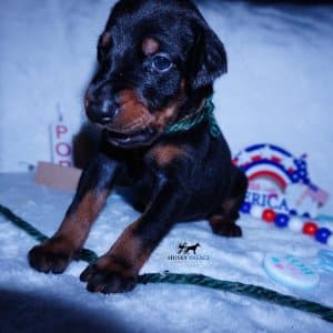 European Doberman Pinschers