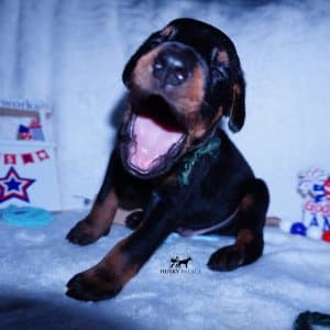 European Doberman Pinschers