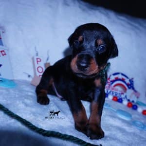 European Doberman Pinschers