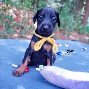 European Doberman Puppy