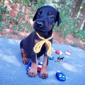 European Doberman Puppy