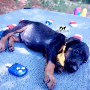 European Doberman Puppy