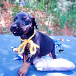 European Doberman Puppy