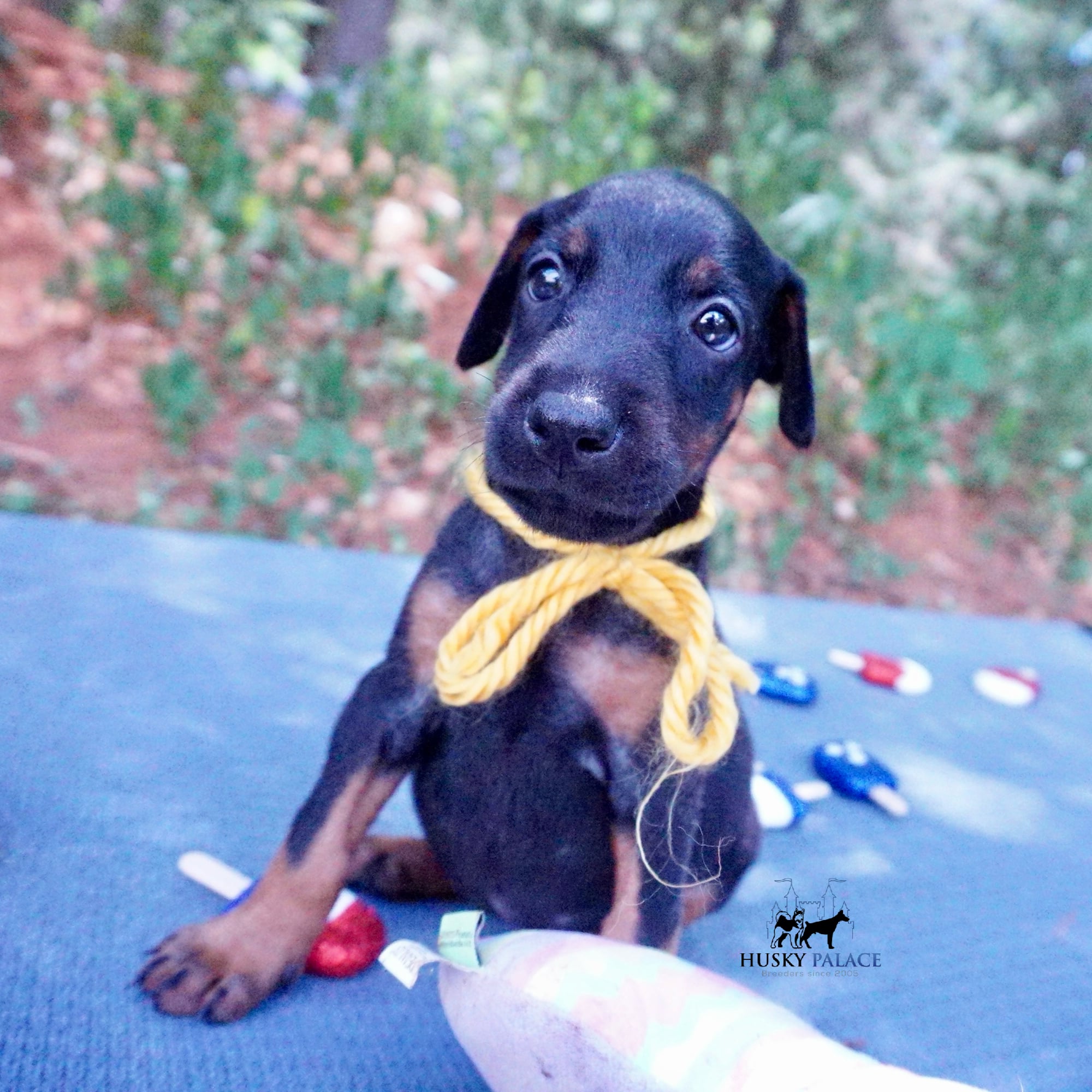 European Doberman Puppy