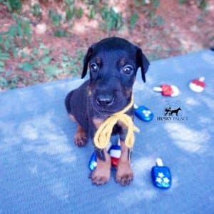 European Doberman Puppy