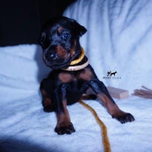 European Doberman Puppy
