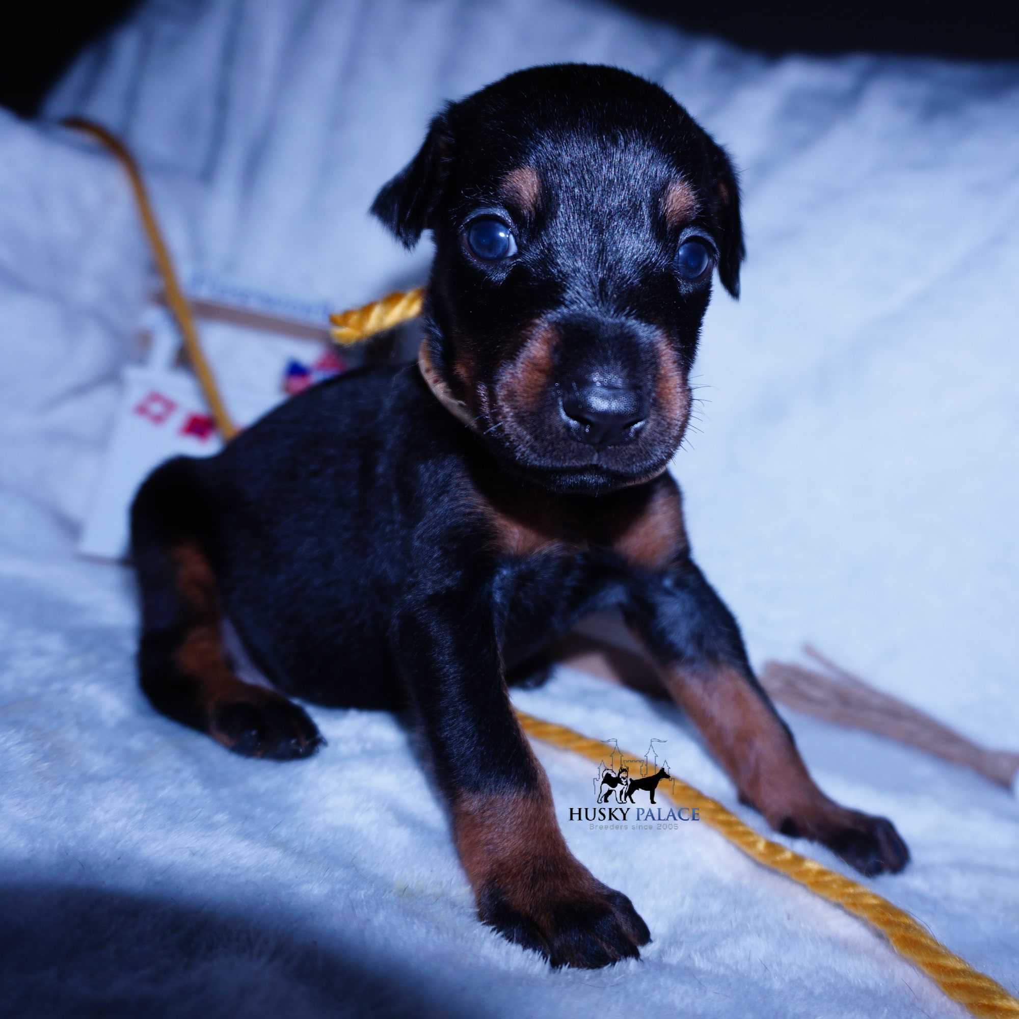 European Doberman Puppy
