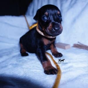 European Doberman Puppy