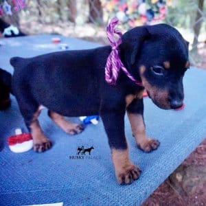 European Doberman