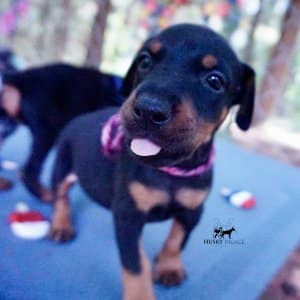 European Doberman