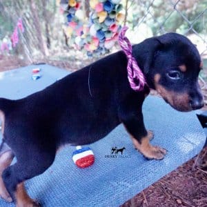 European Doberman