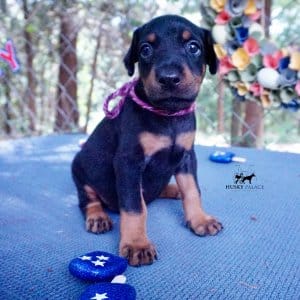 European Doberman