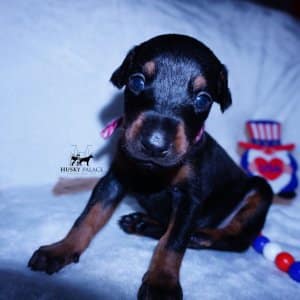 European Doberman