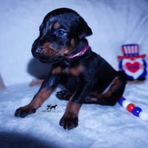 European Doberman