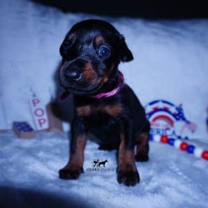 European Doberman