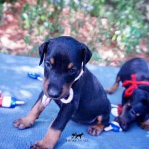 European Dobermans