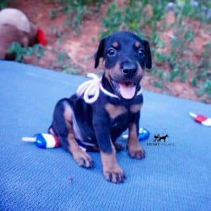 European Dobermans