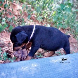 European Dobermans