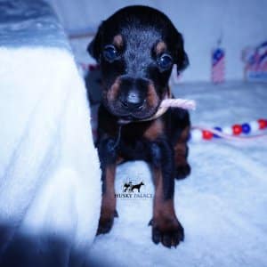 European Dobermans