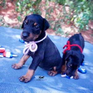 European Dobermans