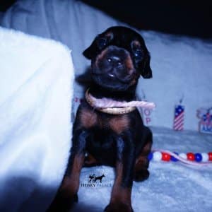 European Dobermans