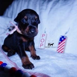 European Dobermans
