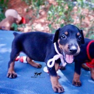 European Dobermans
