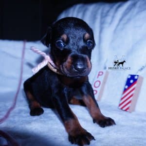 European Dobermans