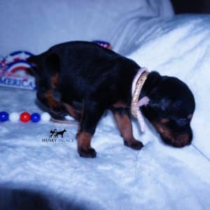European Dobermans