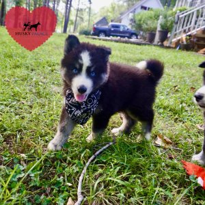 Huskies for sale