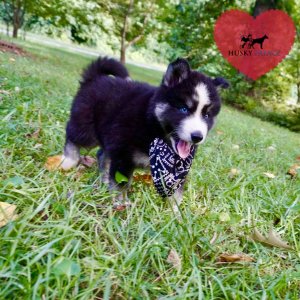 Huskies for sale