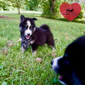 Huskies for sale