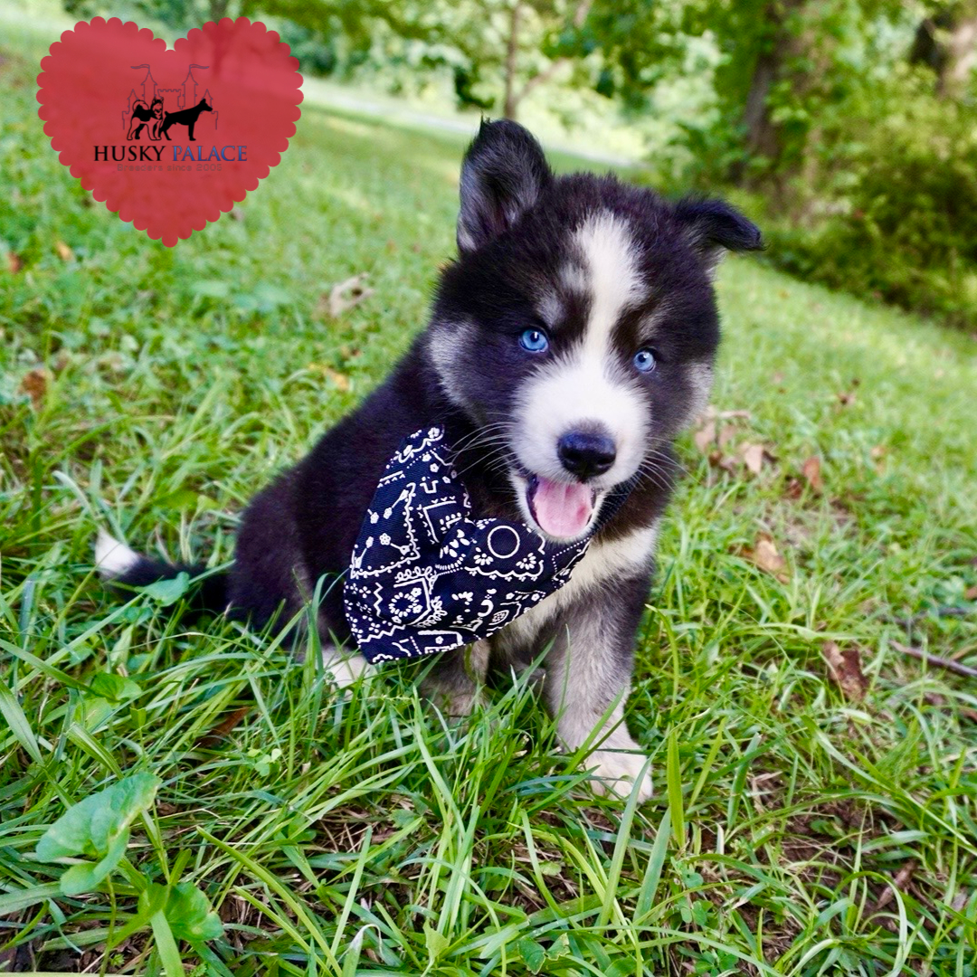 Huskies for sale