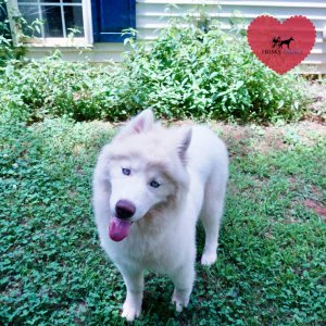 Reputable Husky Breeders