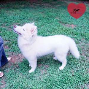 Reputable Husky Breeders