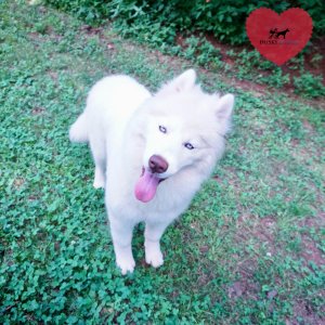 Reputable Husky Breeders