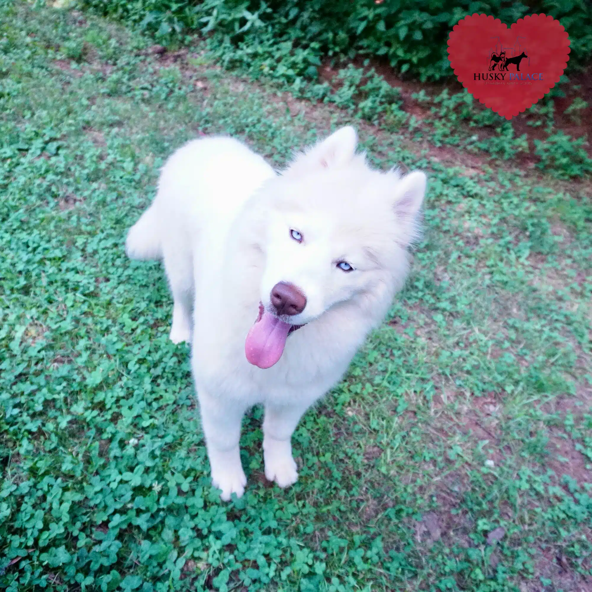 Reputable Husky Breeders