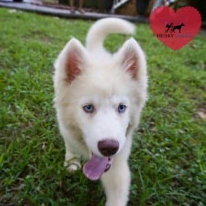 Siberian Huskies for Sale