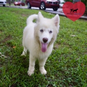 Siberian Huskies for Sale